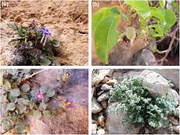 Image result for Suaeda merxmuelleri