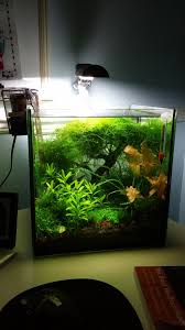 My Desktop Shrimp Snail Crayfish Pygmy Cory Tank Aquascape Aquarium Betta Fish Tank Aquarium