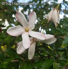 Image result for Hyperacanthus amoenus