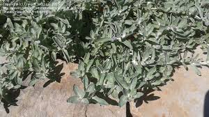 Image result for Stemodia serrata