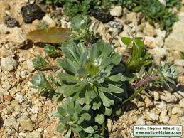 Image result for Vigna pygmaea