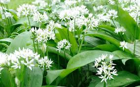 Image result for Allium ursinum