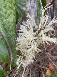 Image result for Sansevieria hyacinthoides