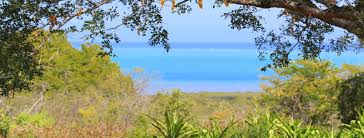 Image result for Hilsenbergia petiolaris