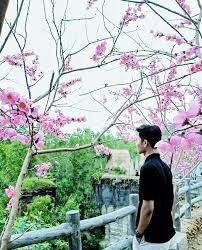 You can also upload and share your favorite sakura matō wallpapers. Mengunjungi Wisata Bunga Sakura Di Pamekasan Kabar Madura