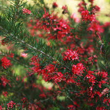 Image result for Grevillea
