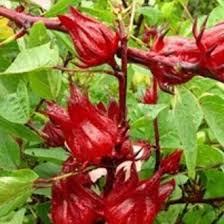 Check spelling or type a new query. Jual Produk Rosela Termurah Dan Terlengkap Juni 2021 Bukalapak