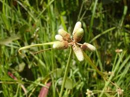 Image result for Lipocarpha rehmannii