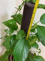Its blooms are lightly scented pinkish purple, money plant typically reaches a height of 1 1/2 to 3 feet. Plant Big Size Real Money Plant Gardening Plants On Carousell