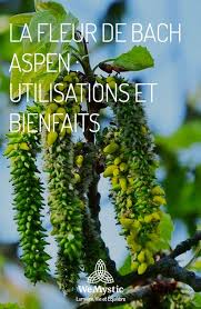 La Fleur De Bach Aspen Utilisations Et Bienfaits Wemystic France Fleurs De Bach Fleurs Bach