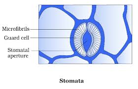 Check spelling or type a new query. Leaf Structure Types Functions Gcse Biology Revision