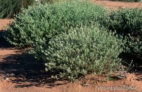 Image result for Stylosanthes fruticosa