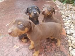 Contact florida doberman pinscher breeders near you **all sold**akc puppies due march 20th.puppies will have fl health cert.ears cropped,1st european akc doberman pincher puppies. View Ad Doberman Pinscher Puppy For Sale Near Florida Hollywood Usa Adn 71648