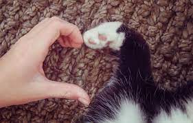 Heart Disease In Cats What You Need To Know Hill S Pet