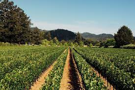 Abreu vineyards is a cult winery in napa valley, california founded by the viticulturist david abreu. Abreu Vineyards Wine Learn About Buy Online Wine Com