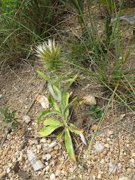 Image result for Macledium zeyheri