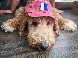 27 Funny Dogs Wearing Hats Caps Visors Photos Videos Homemade Diy Party Hats For Dogs Dogs In Hats Calendar Dogica