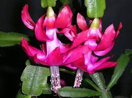 I've been growing christmas cactus since i was a little girl. Guide To Christmas Cactus Feeding Best Fertilizer For Christmas Cacti Dummer Garden Manage Gfinger Es La App De Jardineria Mas Profesional