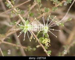 Image result for Maerua parvifolia