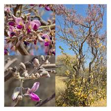 Image result for Philenoptera nelsii