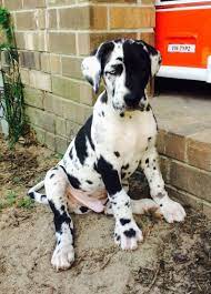 Check spelling or type a new query. Harlequin Great Dane Puppy Wolf Bay Great Danes Harlequin Great Dane Puppy Dane Puppies Great Dane Dogs