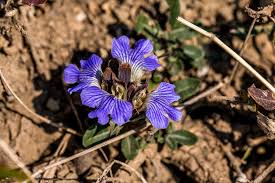 Image result for Blepharis integrifolia