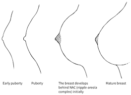 For girls in puberty, breast buds appear and develop into mammary tissue. Breast Care 1 The Normal Breast