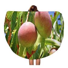 Will a mango ripen if you pick it too green? Rylablue60 Inch Round Beach Towel Blanket Green Mango Mangoes Branch Of Tree Ripe Fruit Plant Travel Circle Circular Towels Mat Tapestry Beach Throw Dailymail