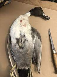How To Clean A Duck : 4 Steps - Instructables
