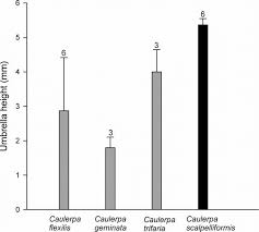Lucernariopsis campanulata = lucernariopsis campanulata is een neteldier uit de klasse staurozoa. Mean Se Size Umbrella Height Of The Stauromedusae Lucernariopsis Download Scientific Diagram
