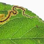 Image result for Stigmella malella