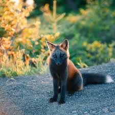 Black And Orange Fox Animal Guy Earns The Trust Of A Black And Orange Fox Shares 20 Stunning Pics In 2020 Fox Orange Fox Animals