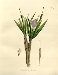 Image result for Velloziaceae