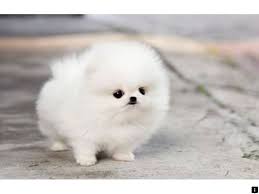 Read More About Puppy Toys Just Click On The Link For More Information Looking At Our Website I Pomeranian Puppy Teacup Cute Puppy Wallpaper Pomeranian Puppy