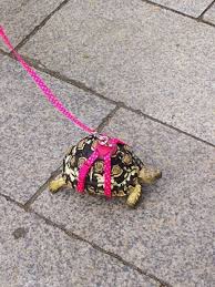 Turtle Leash Turtle Cute Turtles Pet Turtle