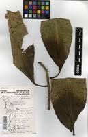 Image result for Terminalia macroptera