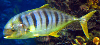 Golden Trevally Wikipedia