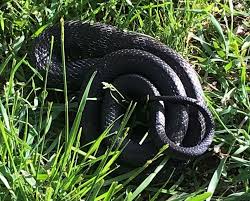 What is the most common snake in virginia? Those Snakes You See In Southern Virginia May Scare You But Only A Couple Of Them Could Harm You Local News Martinsvillebulletin Com