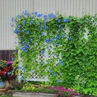 Image result for Ipomoea richardsiae