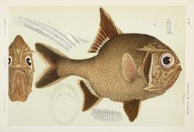 Australian Rough Fish Southern Roughy Trachichthys Australis Antique Print Map Room Fish Drawings Natural History Antique Prints