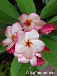 This page describes general observations and characteristics of cultivars of genus plumeria. Plumeria Rubra Pink Frangipani Temple Tree Calachuchi Toptropicals Com