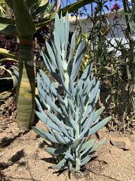 Image result for Senecio greenwayi