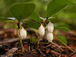 Image result for Galenia procumbens