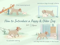 But if your dog is old, it can tell another is a puppy because it normally bounces around happily and playfully while the old dog growls in frustration because it has lost it's hobbies/personality of it depends on what kind of dog and how old they are, look on the side of the bag. How To Train An Older Dog To Accept A New Puppy