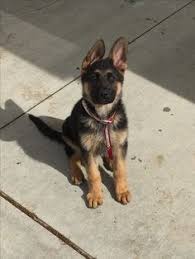 If you travel with an airplane (which has average speed of 560 miles per hour) between. 10 German Shepherd Ideas German Shepherd Shepherd Dogs