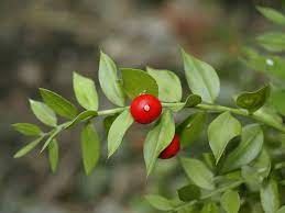 Ruscus Aculeatus Tree Butcher Herb Seeds Seeds For Sale Tree Seeds