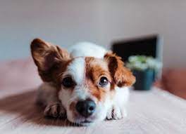 Preventing problems while cleaning dog ear. What Causes A Dog S Ears To Smell Learn Why And How To Clean Your Dog S Ears At Home Petmd