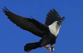 Raed M Alazzeh Adli Kullanicinin Syrian Pigeons Panosundaki Pin Kus