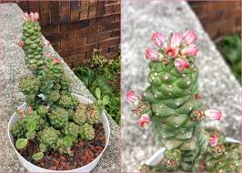 Image result for Monadenium