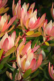 Swallows Nest Farm Winter Colour In 2020 Australian Flowers Australian Native Flowers Australian Wildflowers